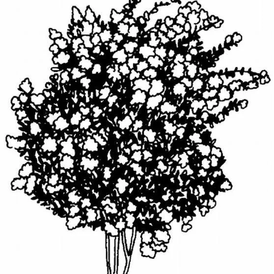 thumbnail for publication: Lagerstroemia x 'Tonto' Tonto Crape Myrtle